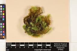 Breutelia arundinifolia image