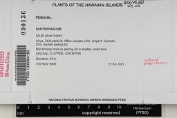 Philonotis hawaica image