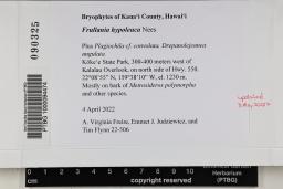 Frullania hypoleuca image
