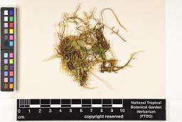 Barbellopsis trichophora image