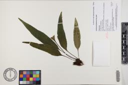 Antrophyum plantagineum image