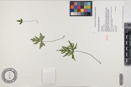 Doryopteris decipiens image
