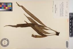 Antrophyum plantagineum image