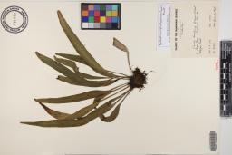 Antrophyum plantagineum image