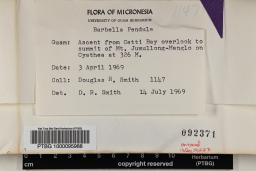 Neodicladiella pendula image