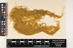 Neodicladiella pendula image