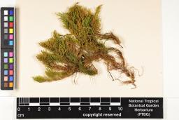 Thuidium cymbifolium image